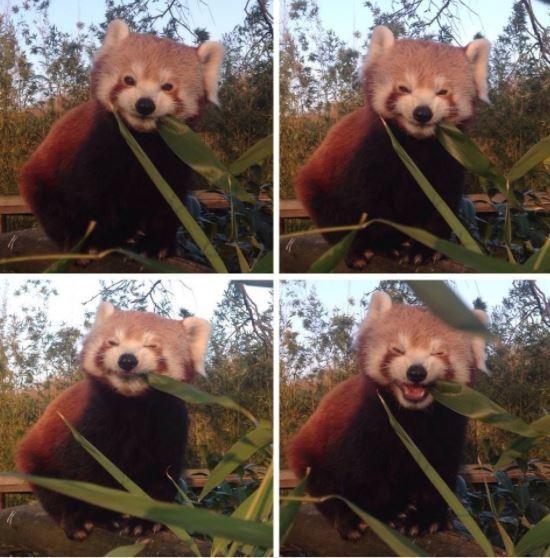 可爱|搞笑:原来青蛙也会沉思，这只蜥蜴正在休息，那是我的猫食吗？