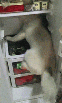 行行出状元|爆笑GIF: 二个轮的汽车