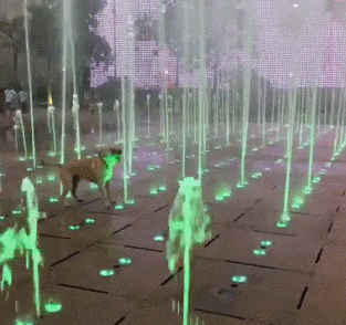 伴郎|搞笑GIF: 这是我见过伴娘最多的一次, 伴郎要抓紧机会啊!