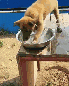 鉴定|爆笑GIF: 这是一条傻狗，鉴定完毕！