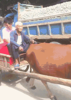 牛车|搞笑GIF：胖媳妇，要用牛车拉回去！