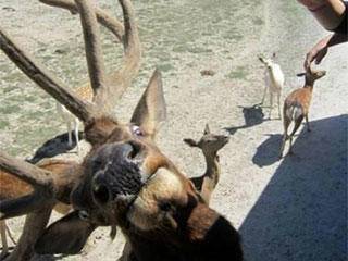 小可爱|搞笑gif:难道我不会躲?我又不傻!~