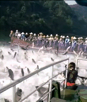 情况|搞笑GIF：这什么情况，怎么这么多鱼？