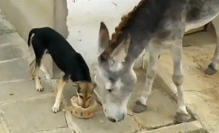 乖巧|搞笑gif: 好乖巧的二汪