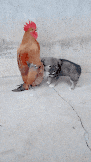 就是|搞笑GIF:如果没有特效她就是一个蛇精病!