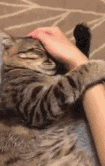 老婆|搞笑动态图GIF: 老婆别生气啦，我知道错啦。