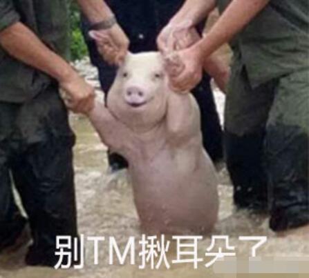 师兄|那只从台风中救出来的猪，被恶搞成表情包了
