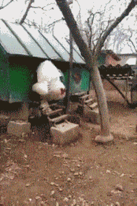 饲养员|你到底是个饲养员, 还是专门来害我的?