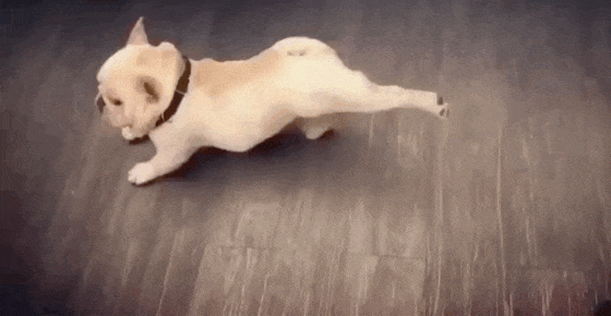 妹子|听说你们不是很会练瑜伽, 那来看看这只狗是怎么做的吧