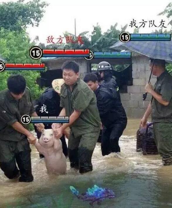 师兄|那只从台风中救出来的猪，被恶搞成表情包了