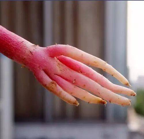 莫言|活捉一枚混进土豆家族里的人类卧底！