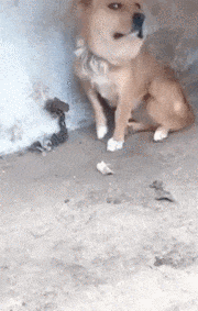 捅马蜂窝|搞笑GIF:这货是去哪捅马蜂窝了?