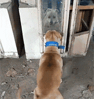 放手|搞笑GIF: 有一种爱叫做放手, 有一种痛是在放手以后