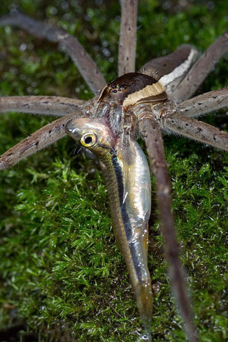 31岁业余摄影师拍摄蜘蛛捕鱼过程