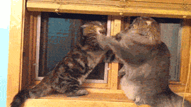 搞笑|搞笑gif,个个都是人才,说话又好听,超喜欢在里面