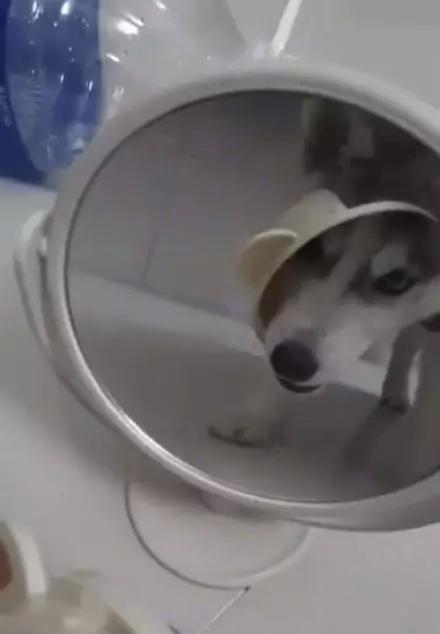 盖子|偷吃都不会,还好意思懵逼?太特么丢狗了