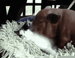 就是|第二张图太魔性了，我跟着这条狗子笑了起来！