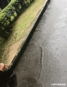 搞笑|搞笑GIF：你果然外面有狗了