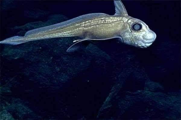 海洋最深处马里亚纳海沟这里可能存在史前生物巨齿鲨