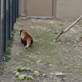 西门|搞笑GIF：哈金莲，你这是在等你的西门大官人吗？