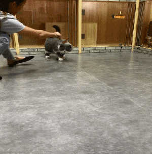 容易|搞笑图片:当天使也不容易啊