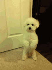 小费|搞笑GIF图:这二狗子真是戏精啊,真会演,奥斯卡欠你个小金人啊