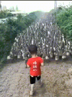 新郎|有故事的男人,接亲走到一半新郎说下来静静!