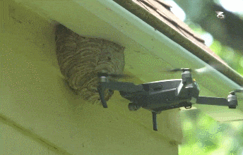 捅马蜂窝|搞笑GIF:我想知道他在干嘛?