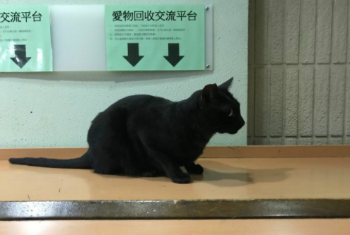 戒指|笑话段子：吃饭的时候，男的忽然拿出一枚戒指。