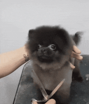 节奏|搞笑gif：看它摆动的节奏，你们知道在放什么音乐吗？