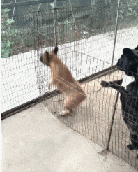 妹子|搞笑GIF：妹子这样拍照，事业线可悲催了