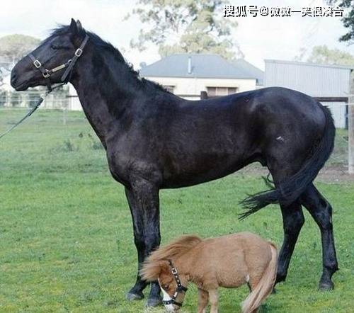 神经病|一头公牛加一头母牛，猜三个字