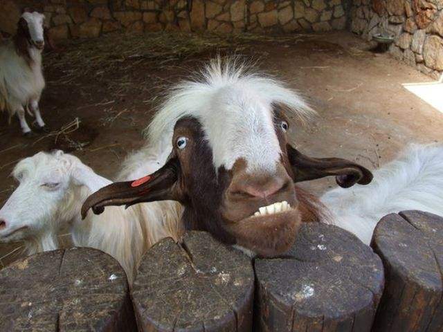 喇叭|幽默笑话:老师 我觉得你教的都是些没用的东西