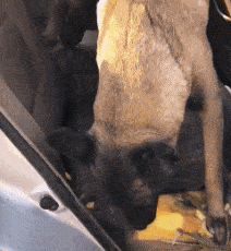 沙雕|前方拥堵预计通行时间三分钟。司机气得冲导航吼：特么的你来开