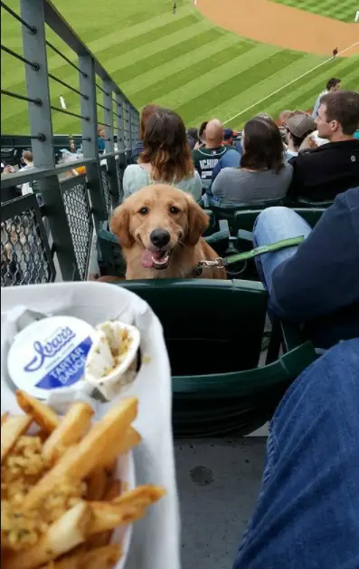 小美|给爷打乐了~