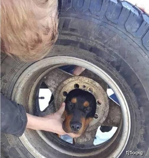 院长|开心一刻笑话：媳妇胆子特别小，属于那种看到蟑螂都要大叫的那种