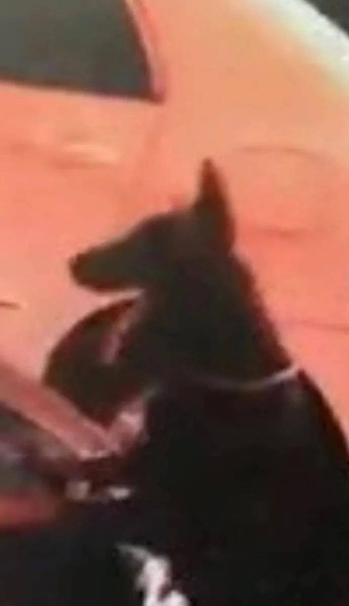 沙雕|岛国动作片老师在网上发照片秀身材，结果被沙雕粉丝们玩坏了...