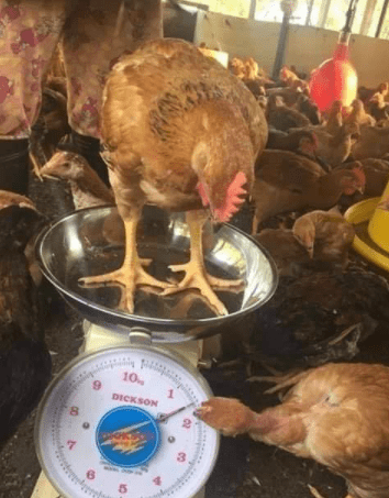 儿子|搞笑GIF:后来我搬过去住了,那条鱼就饿死了