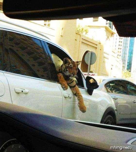 室友|幽默笑话:给钱有个什么用啊, 一转眼我妈就没收了!