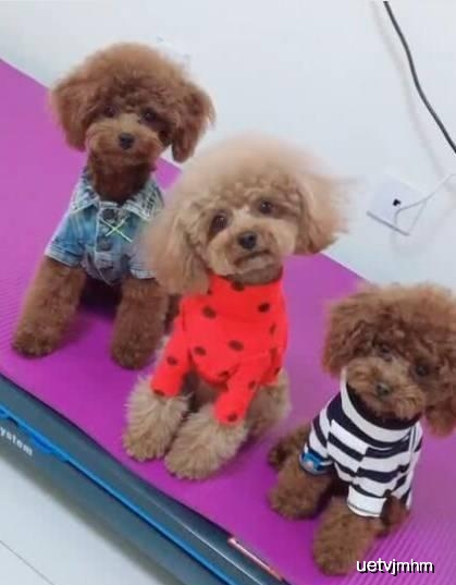 院长|开心一刻笑话：媳妇胆子特别小，属于那种看到蟑螂都要大叫的那种