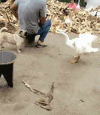 俄罗斯|搞笑GIF:只会扭腰,姑娘需要我教教你吗