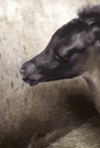 俄罗斯|搞笑GIF:只会扭腰,姑娘需要我教教你吗