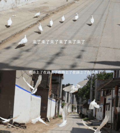 密码|“看什么看！再看把你炖了信不！”