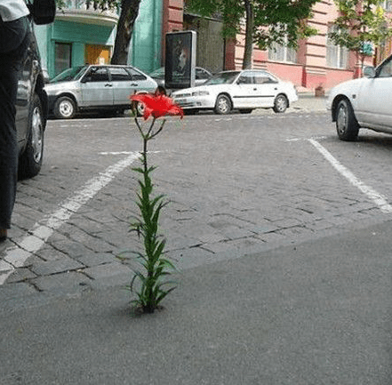 儿子|奔三的老阿姨还好意思过生日？