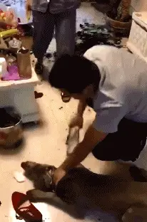 老王|狗子,这一顿揍,你是少不了了