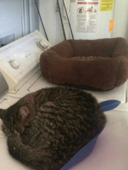 老师|这俩兄弟绝对是亲生的,步伐如此的一致