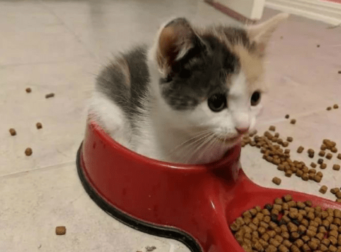 男朋友|不要成天想着网上的小姐姐了，她的背后至少有3个哥们