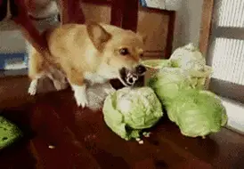 老王|狗子,这一顿揍,你是少不了了