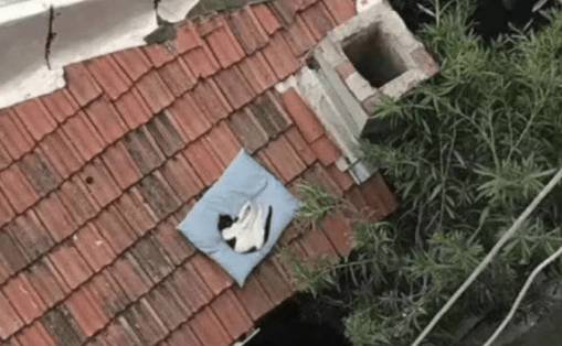 还是|偶遇一位抓娃娃大神，看来这一次收获满满啊