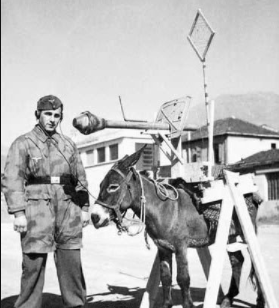 鸡蛋|社会鹅也是有领地意识的，大姐这是自作自受啊